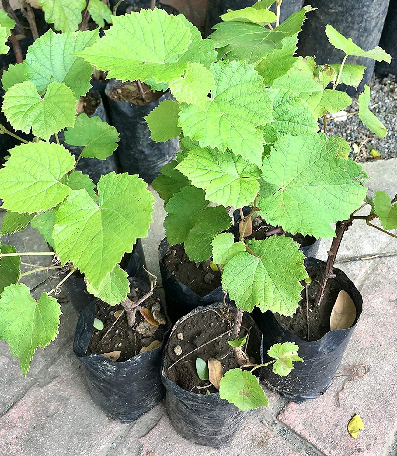 Finger Long Thai Variety Grapes Air Layered Plant | Long Finger Grape Live Plant | Exotic Grape Fruit Plant - Image 3