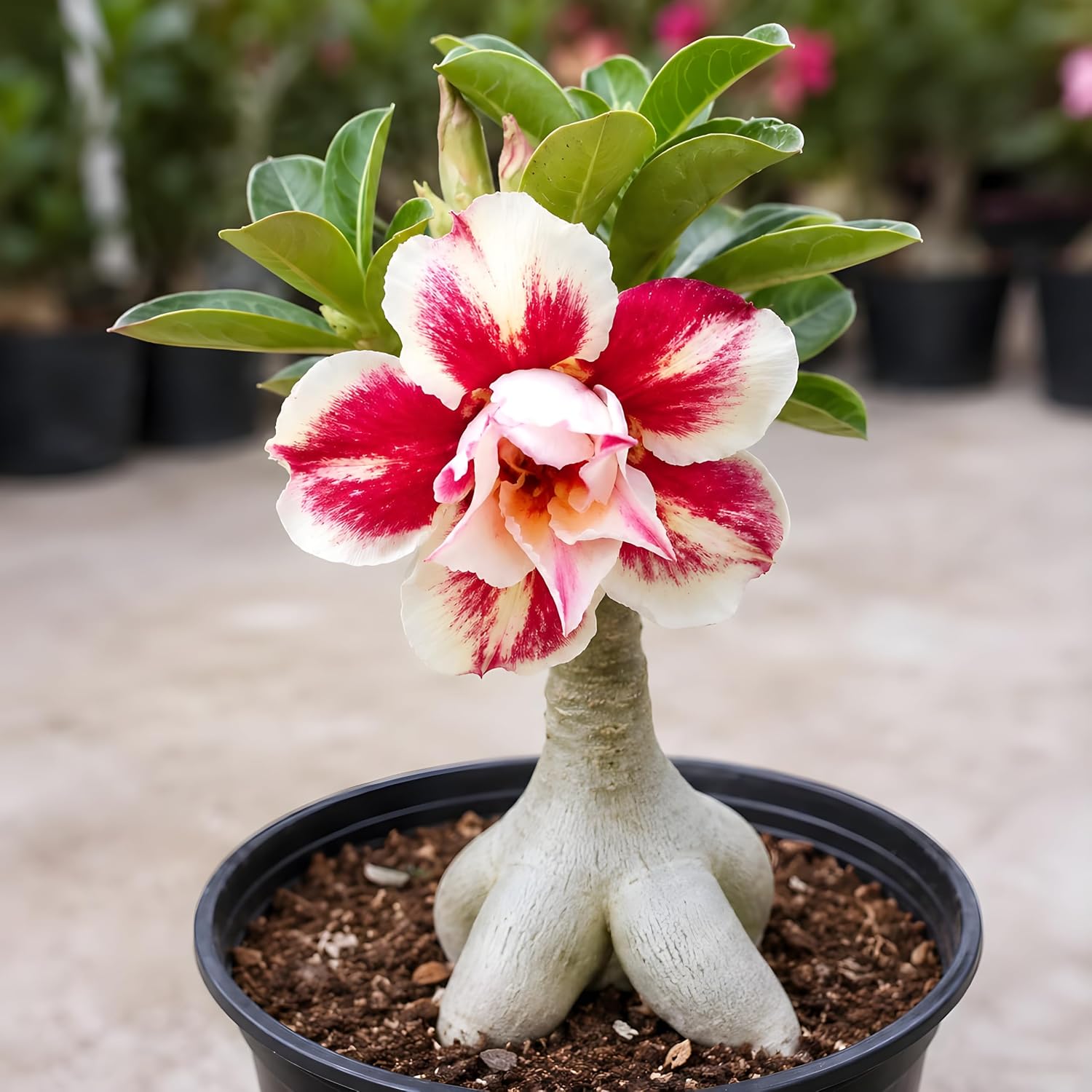 Adenium Pink Flower Plant with Pot | Adenium obesum Desert Rose Live Flowering Succulent - Image 3