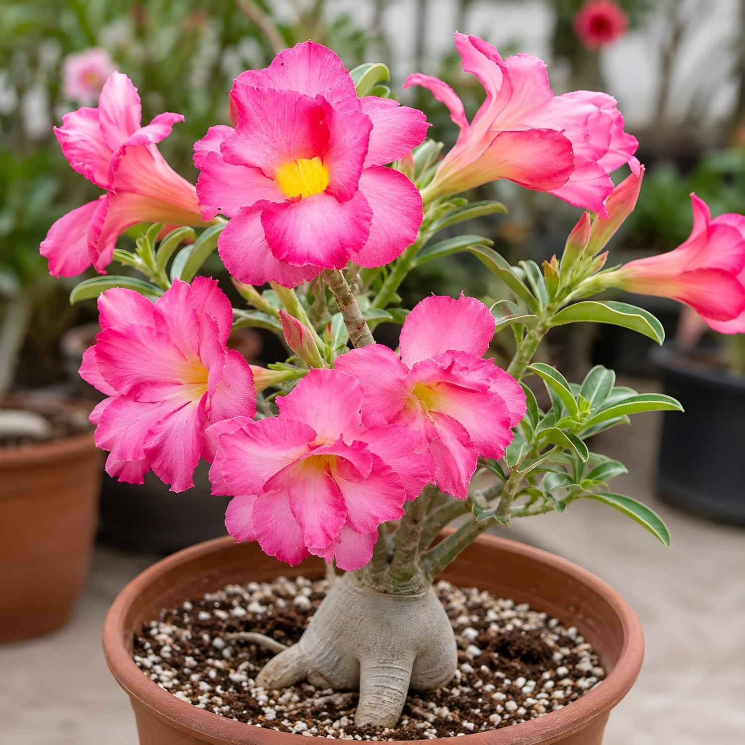 Adenium Pink Flower Plant with Pot | Adenium obesum Desert Rose Live Flowering Succulent