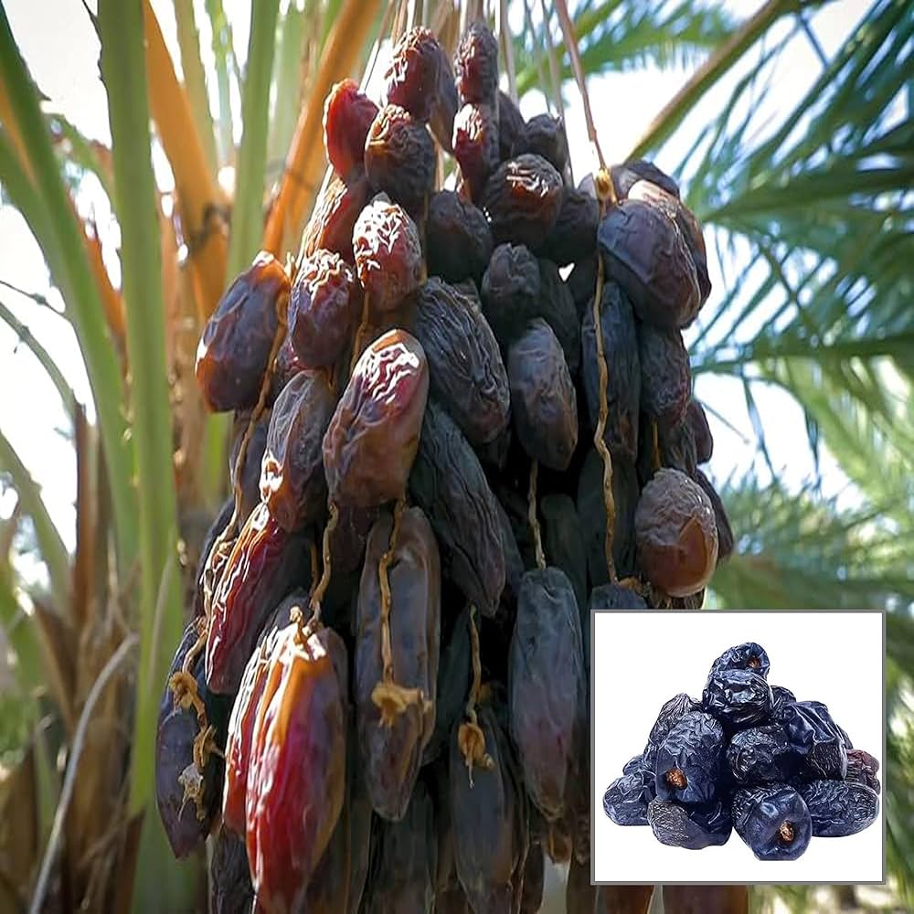 Ajwa Dates Palm Arabian Khurma Khajur Plant (approx 1Feet) - Image 2