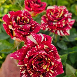 Abracadabra Rose Plant | White Blood Rose | Rosa Hybrid Live Bi-Color Flowering Plant for Home Garden