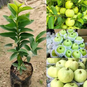Hybrid L-49 Guava Plant | Sardar Guava Grafted Live Fruit Plant for Home Garden