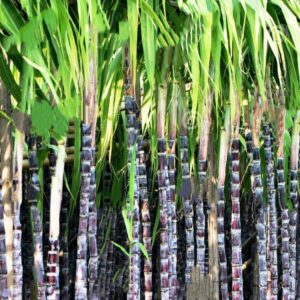 Philippine Black Sugarcane Plant | Black Sugar Cane Live Plant | Exotic Sweet Sugarcane for Home Garden