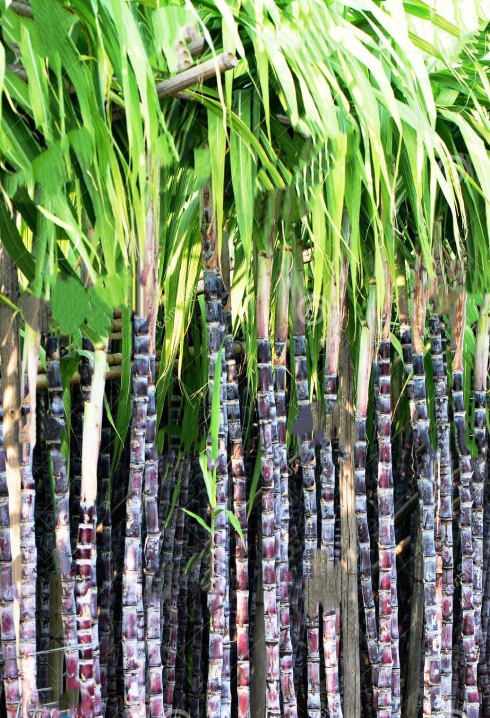 Philippine Black Sugarcane Plant | Black Sugar Cane Live Plant | Exotic Sweet Sugarcane for Home Garden