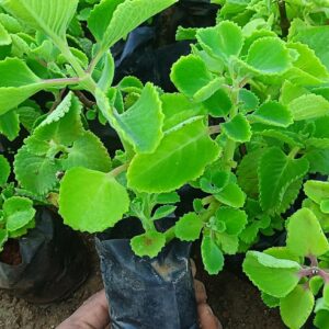 Live Ajwain Plant – Aromatic Culinary & Medicinal Herb for Every Home