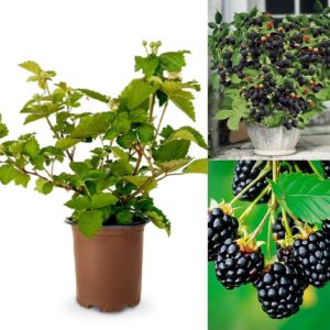 Hybrid Black Berry Fruit Plant – Air Layered Live Plant | Healthy Berry Plant for Home Garden