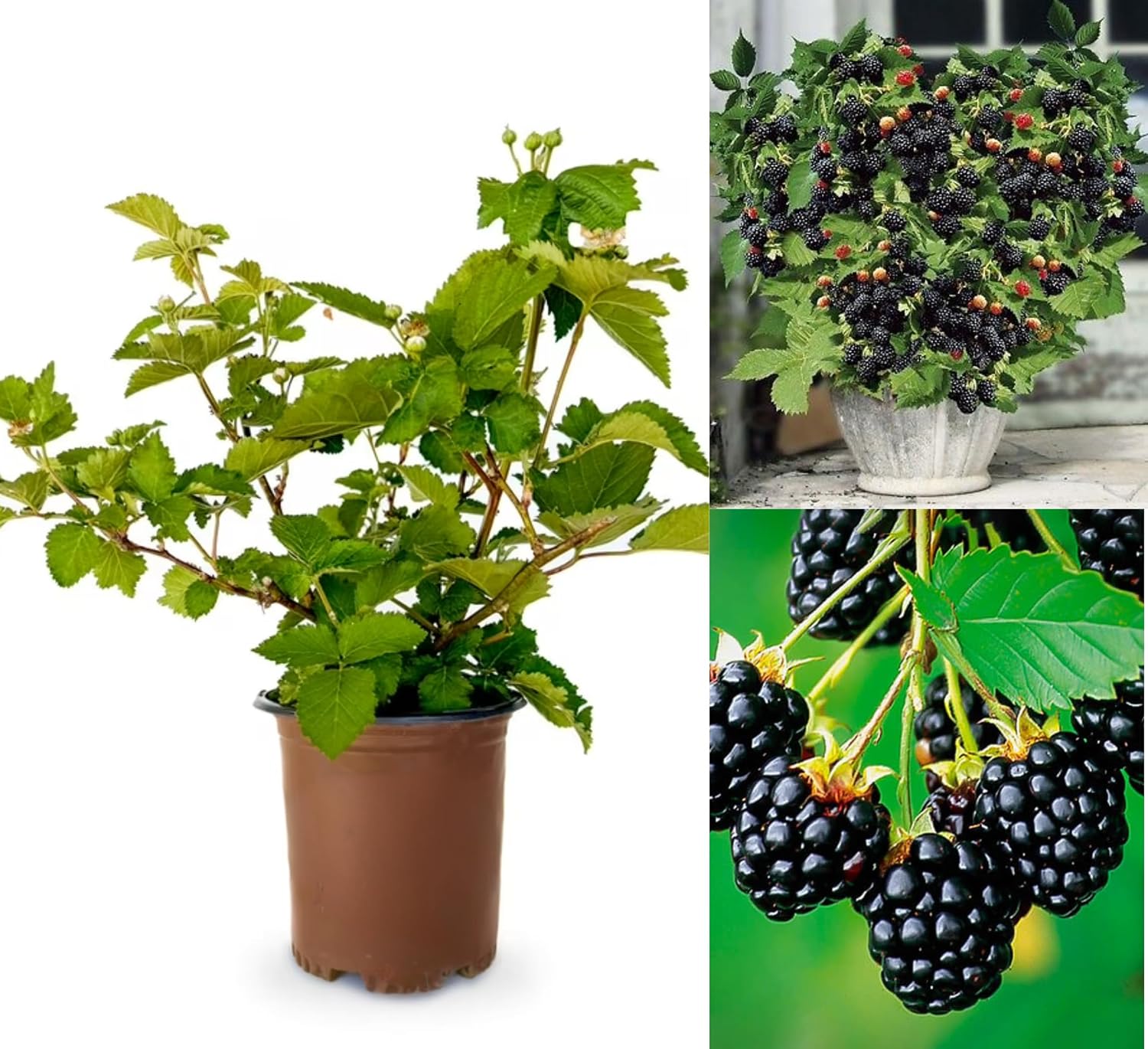 Hybrid Black Berry Fruit Plant – Air Layered Live Plant | Healthy Berry Plant for Home Garden