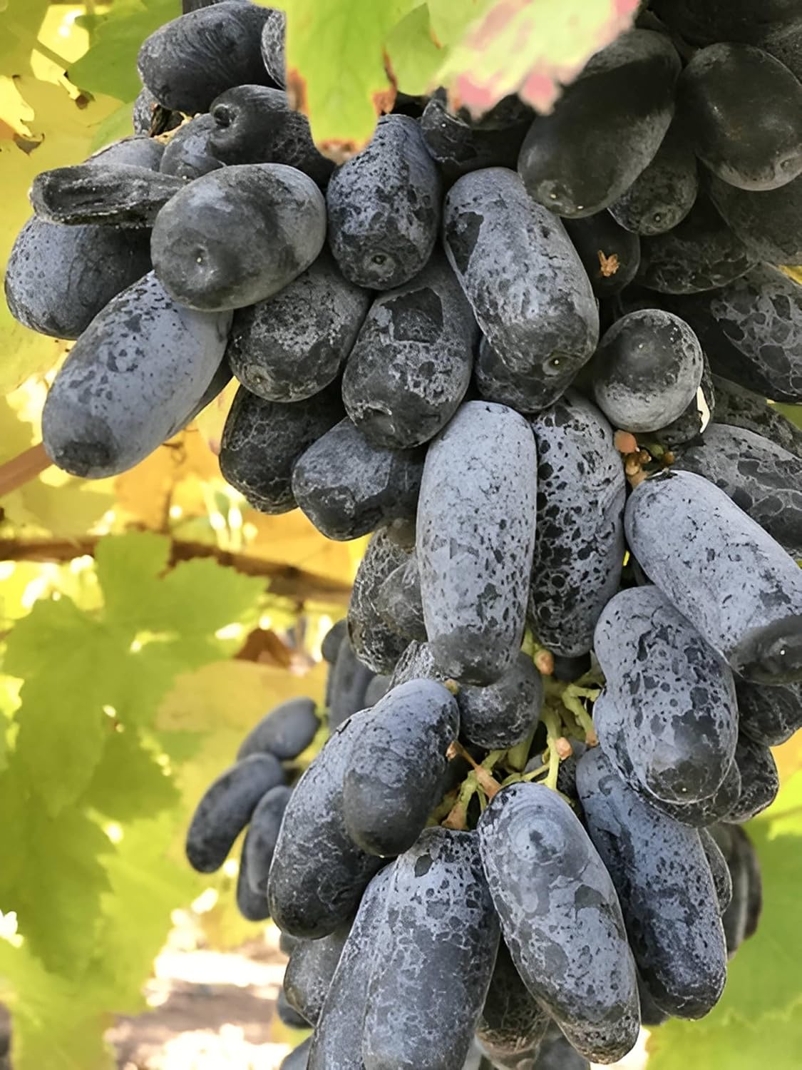 Finger Long Thai Variety Grapes Air Layered Plant | Long Finger Grape Live Plant | Exotic Grape Fruit Plant - Image 5
