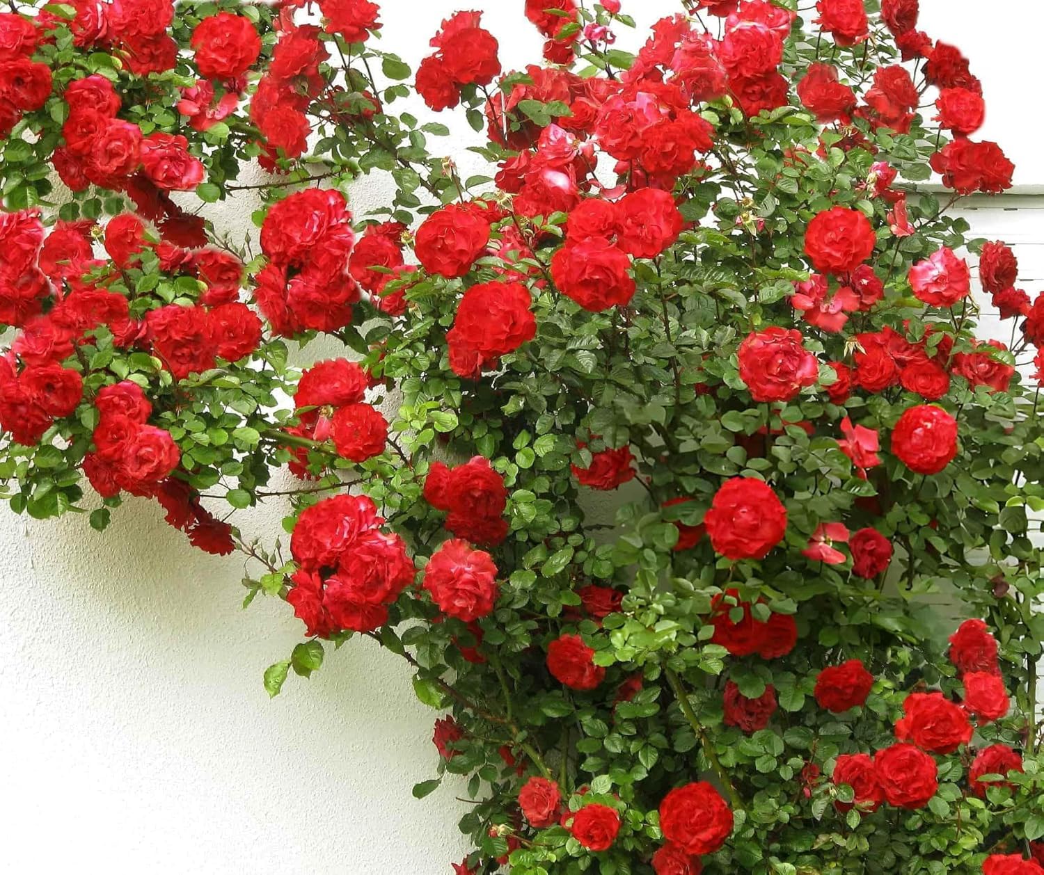 Climbing Red Rose Plant – Live Fragrant Vining Rose with Pot | Creeping & Rambling Flower Plant - Image 4