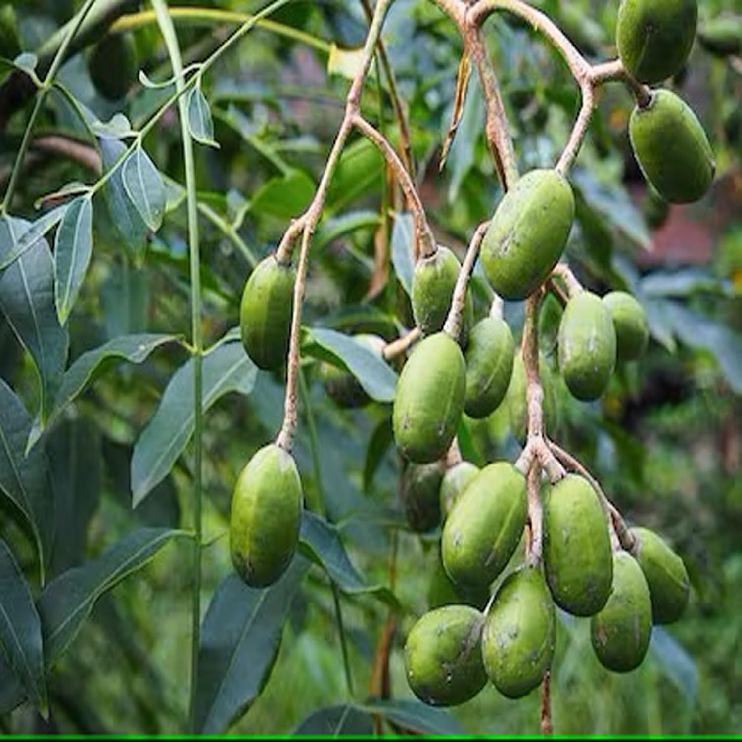 Hog Plum (Bilati Amra) All Time Grafted Fruit Plant | Spondias mombin Premium Live Fruit Tree for Home Garden - Image 3