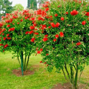 Bottle Brush Flower Live Plant | Callistemon citrinus Red Bottlebrush Flowering Plant for Home Garden