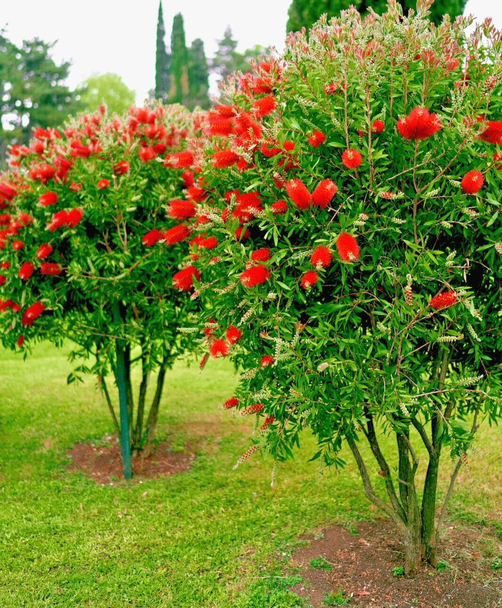 Bottle Brush Flower Live Plant | Callistemon citrinus Red Bottlebrush Flowering Plant for Home Garden