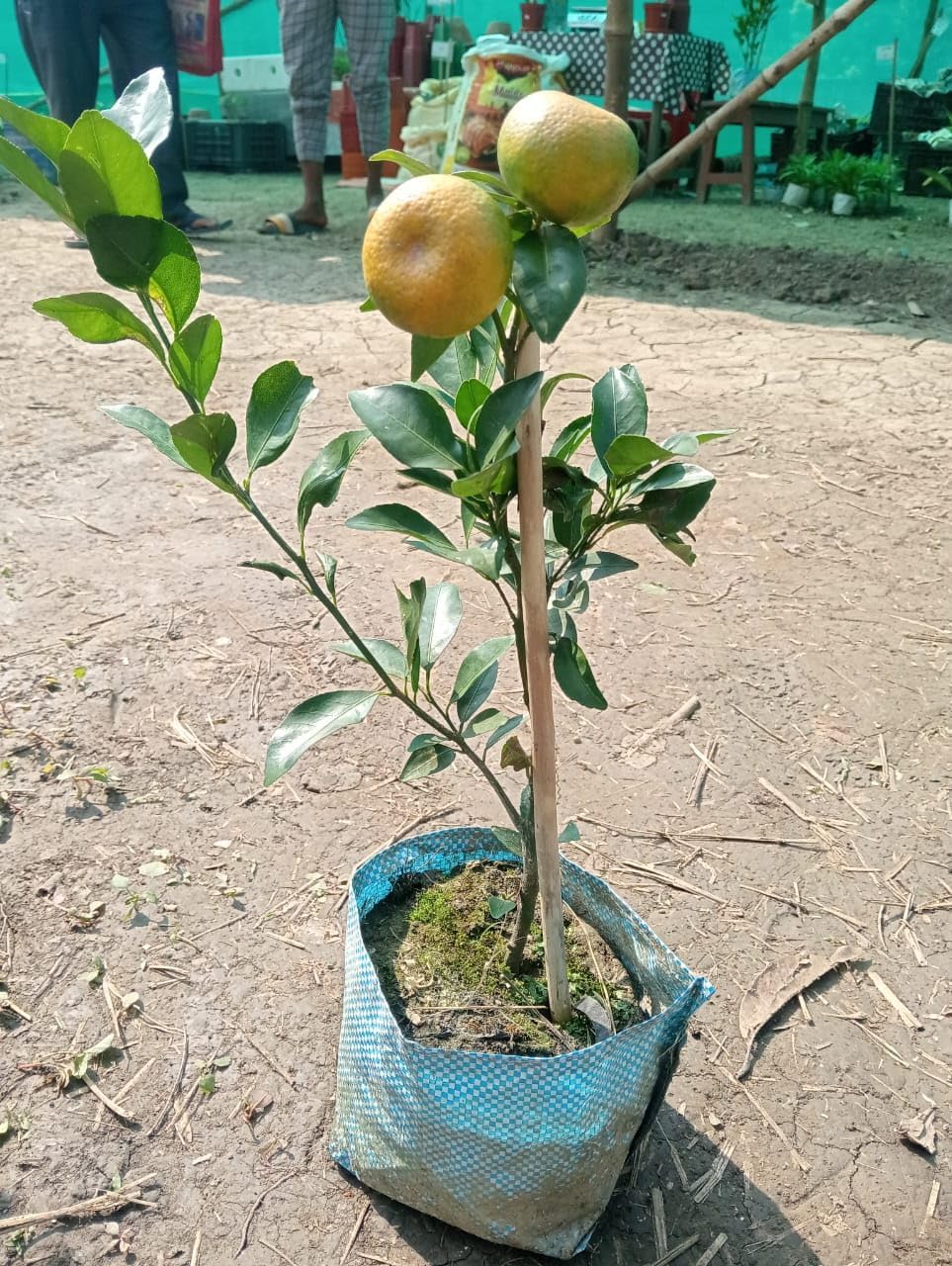 Darjeeling Giant Kamla Orange Hybrid Fruit Plant | Citrus reticulata Premium Grafted Mandarin Orange Live Plant for Home Garden - Image 4
