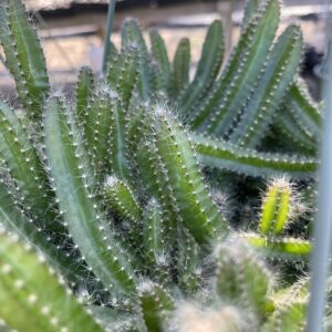 Dog Tail Cactus Plant With pot (Bare Rooted) | Deamia testudo Hanging Succulent Cactus for Home & Garden