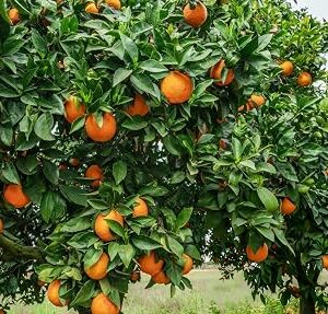 Nagpur Mandarin All Time Orange Plant – Sweet & Juicy Citrus Fruit Tree
