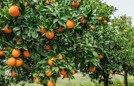 Nagpur Mandarin All Time Orange Plant – Sweet & Juicy Citrus Fruit Tree
