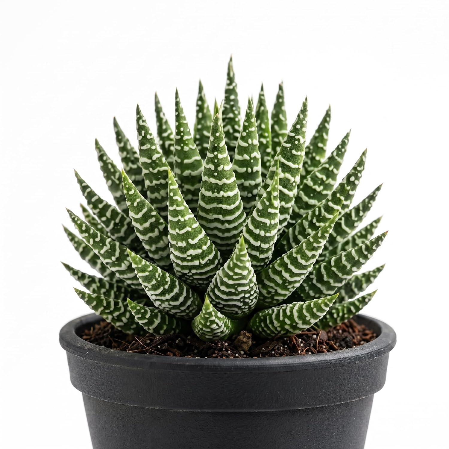 Super Zebra Haworthia Plant (Bare Rooted) | Haworthiopsis attenuata Live Succulent for Indoor Home & Office - Image 2