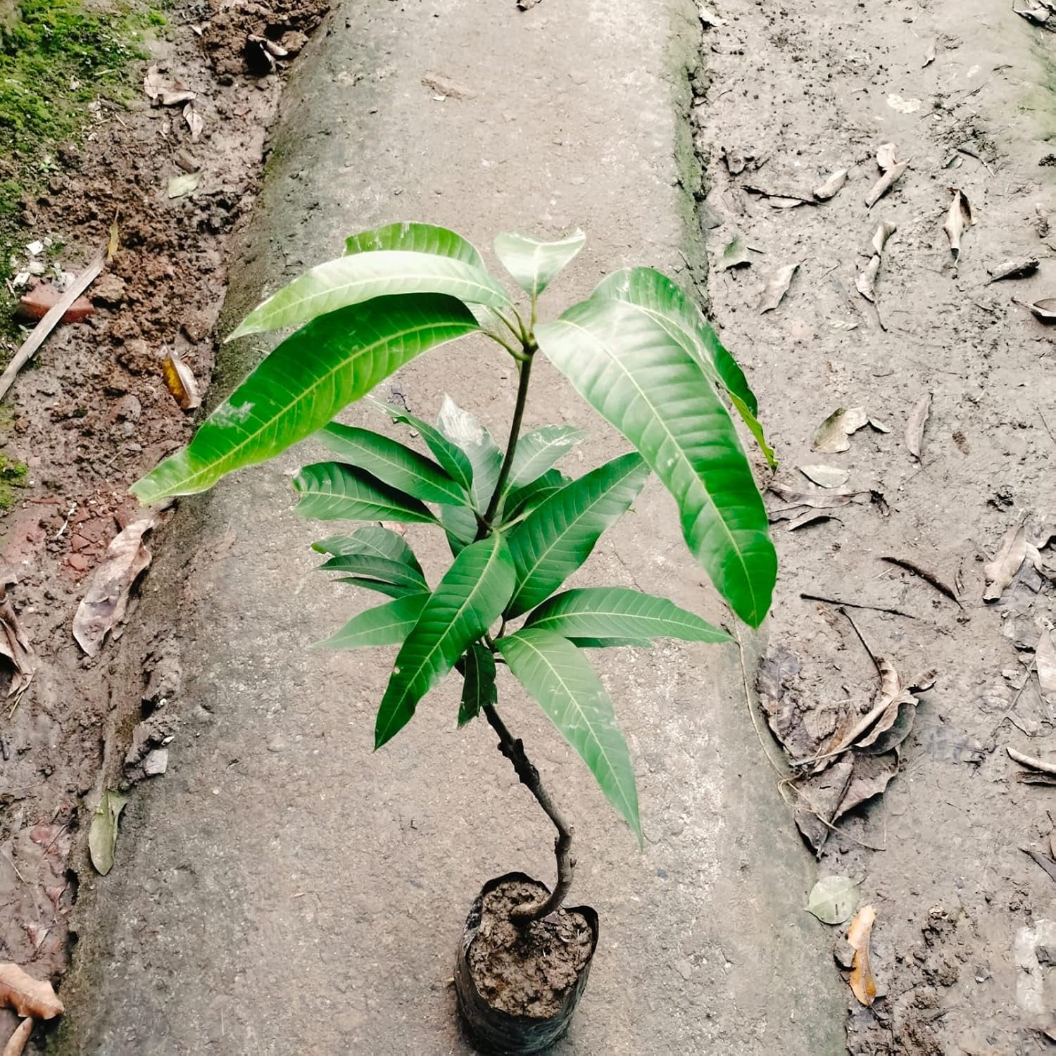 Alphonso Mango Plant (Grafted) – Premium Hapus Mango Tree for Home Garden & Orchard - Image 2
