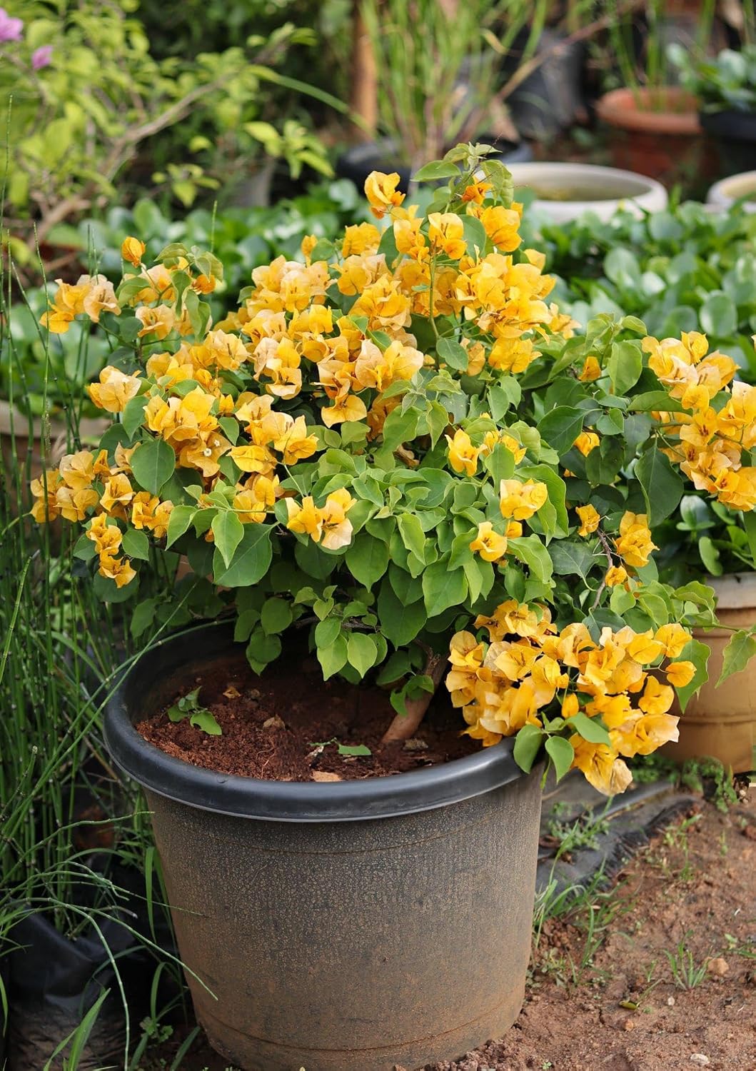Yellow Bougainvillea Flower Plant with Pot – A Bright & Elegant Garden Favourite - Image 5