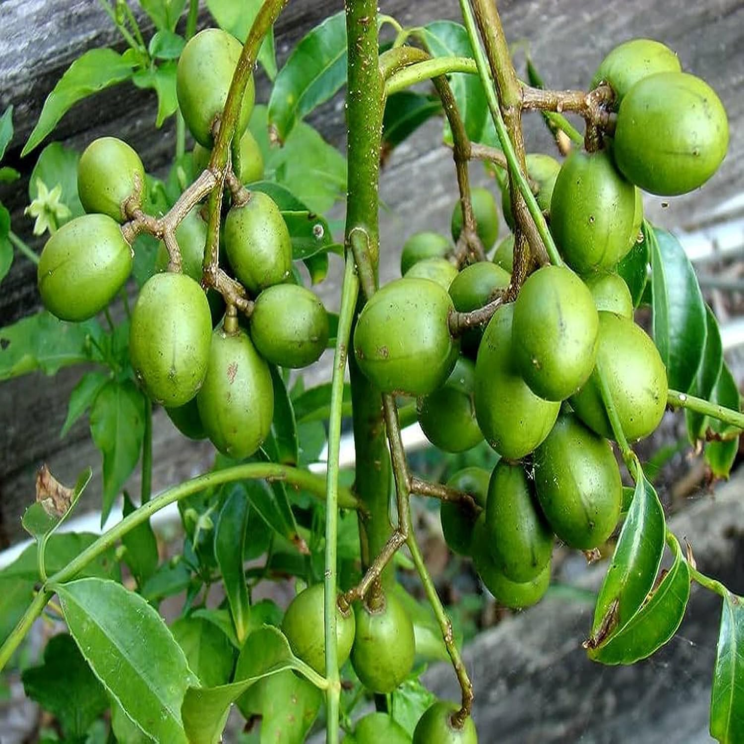 Hog Plum (Bilati Amra) All Time Grafted Fruit Plant | Spondias mombin Premium Live Fruit Tree for Home Garden - Image 2