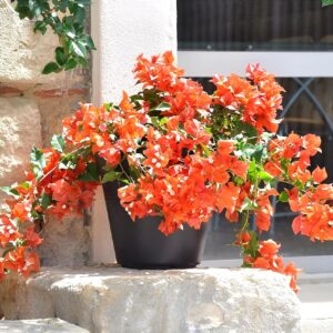 Bougainvillea Orange Live plant with pot – A Rare & Colorful Climber for Every Garden