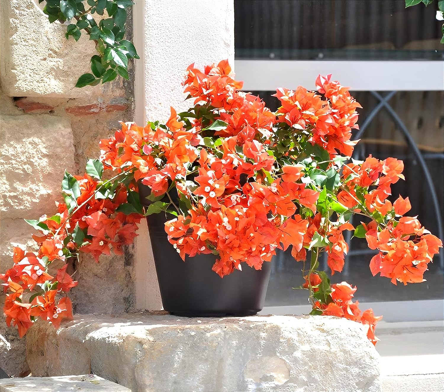 Bougainvillea Orange Live plant with pot – A Rare & Colorful Climber for Every Garden