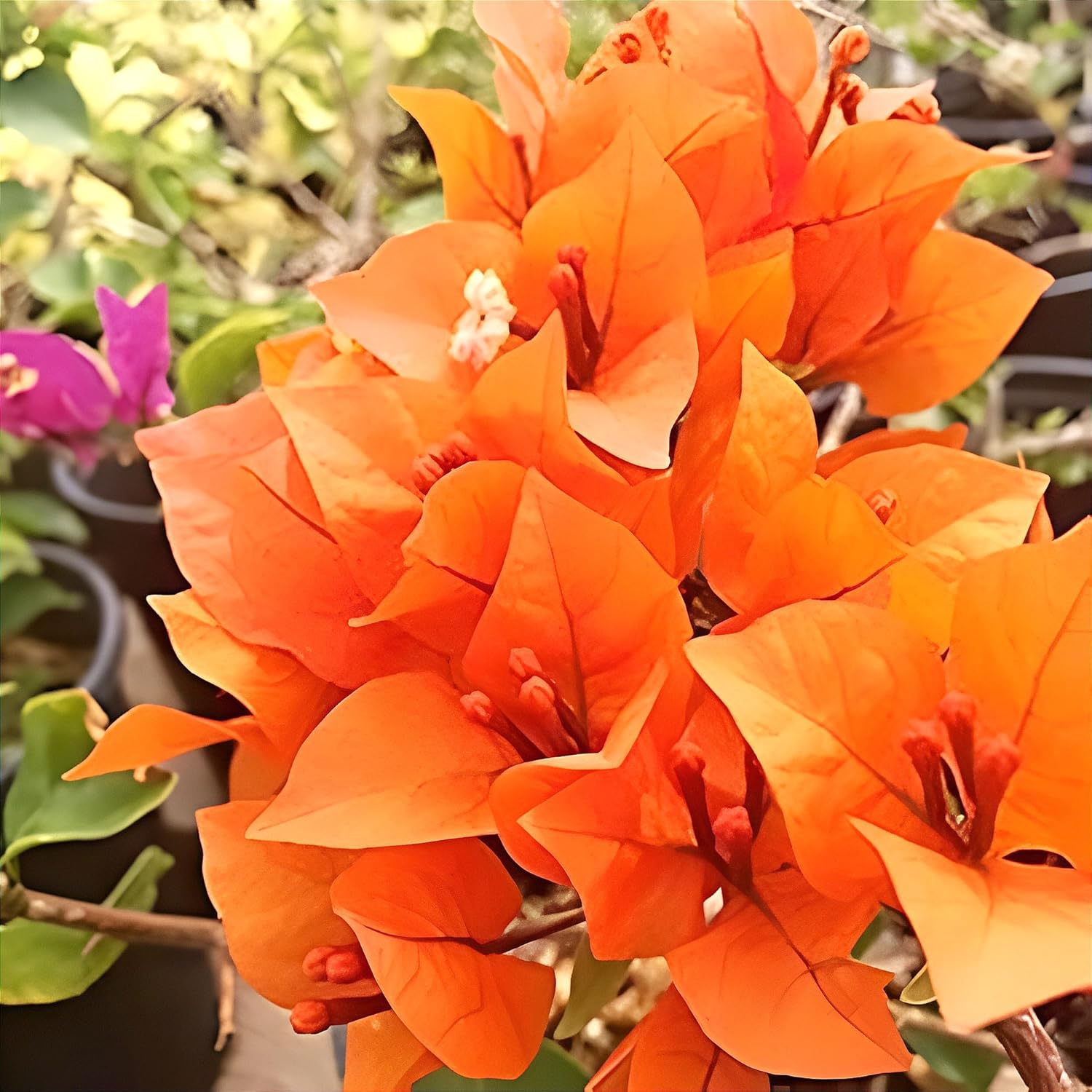 Bougainvillea Orange Live plant with pot – A Rare & Colorful Climber for Every Garden - Image 2