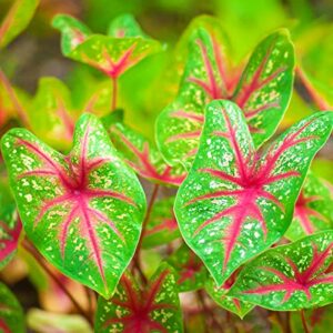 Caladium Bud Bicolour Plant Bulbs with Pot | Caladium bicolor Premium Live Ornamental Foliage Plant