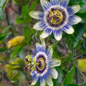 Rakhi Bell Flower (Blue Passion Flower) – A Rare & Exotic Flowering Climber