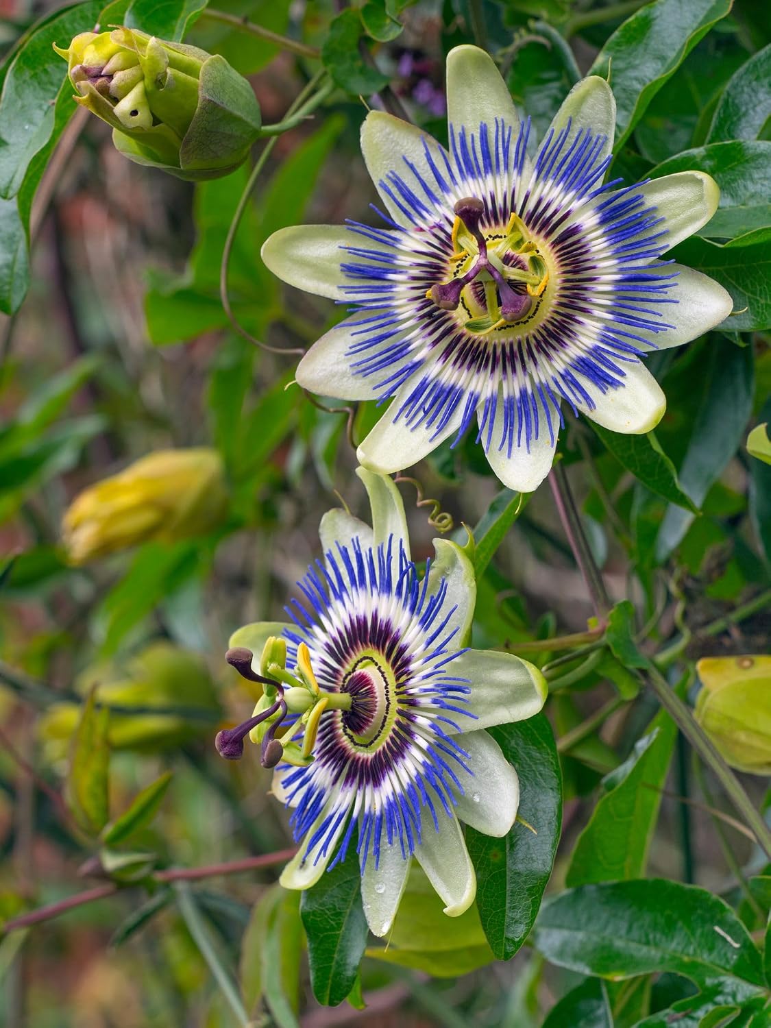 Rakhi Bell Flower (Blue Passion Flower) – A Rare & Exotic Flowering Climber