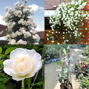 Climbing White Rose Plant – Fragrant White Flowering Live Plant | Vining & Rambling Rose