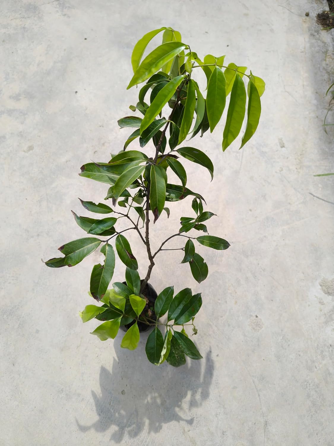 Muzaffarpur Shahi Litchi Fruit Plant | Healthy Live Sweet Litchi Tree | Shahi Lychee Plant for Home Garden - Image 4