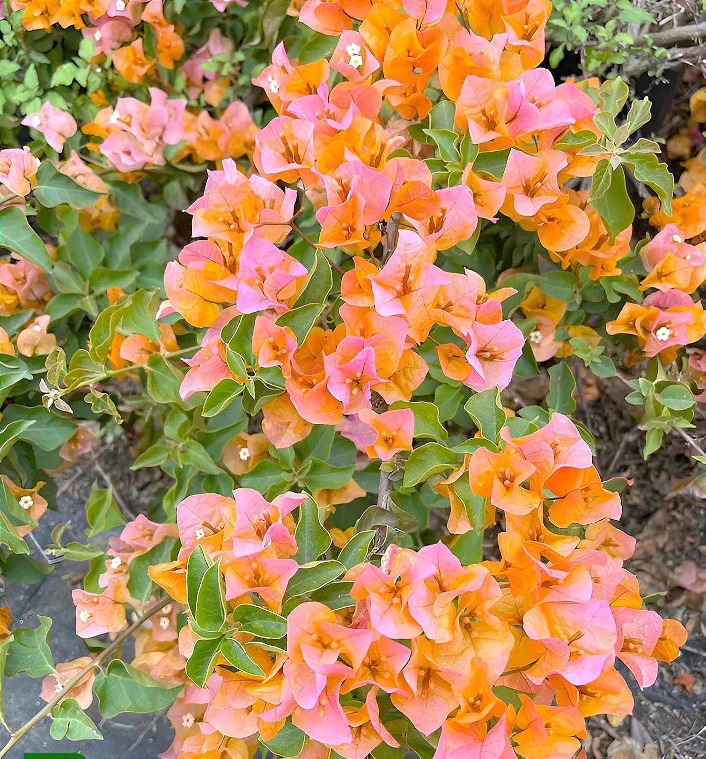 Bougainvillea Orange Live plant with pot – A Rare & Colorful Climber for Every Garden - Image 4