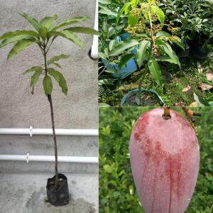 All Time Katimon Grafted Mango Plant (Baromasi mango Plant -12Months Fruit plant) | Thailand Katimon Mango Variety | Exotic Grafted Mango Fruit Plant