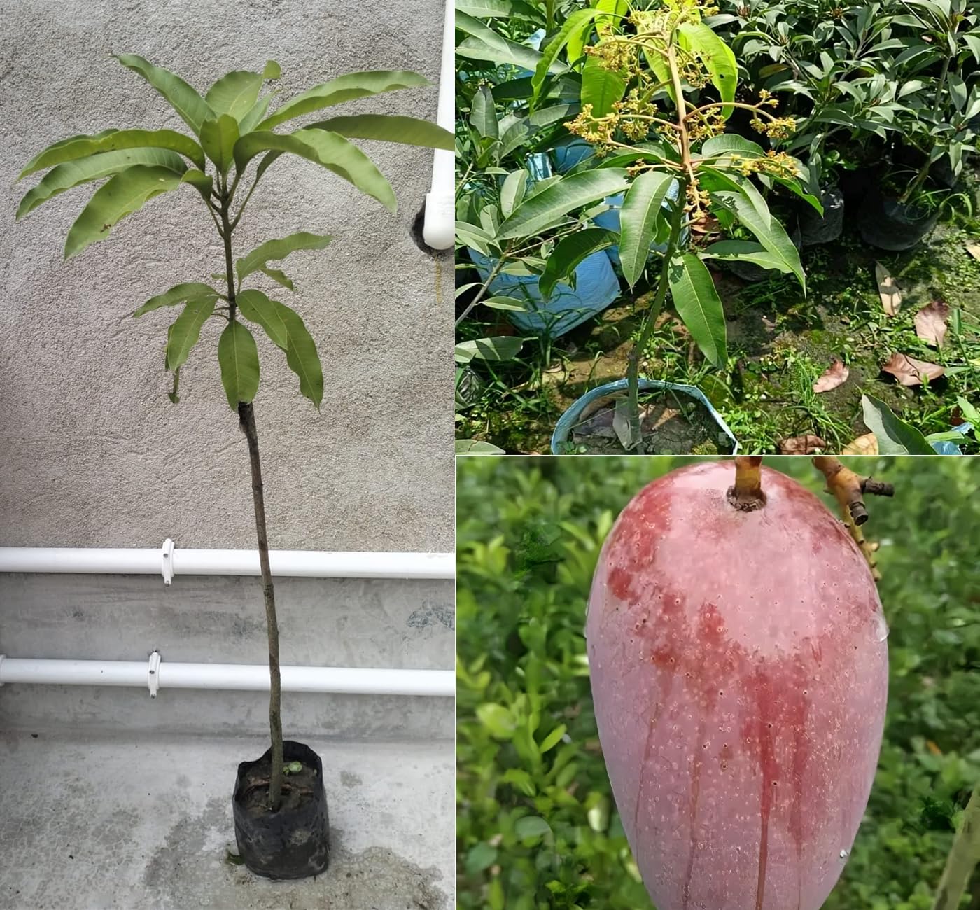 All Time Katimon Grafted Mango Plant (Baromasi mango Plant -12Months Fruit plant) | Thailand Katimon Mango Variety | Exotic Grafted Mango Fruit Plant