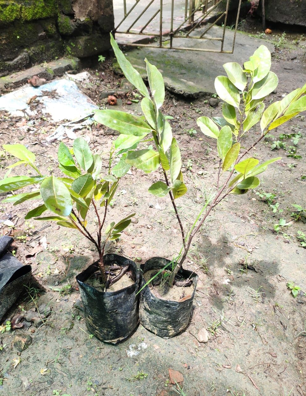 Red Custard Apple (Sugar Apple/Sitafal) Plant | Annona squamosa Premium Live Fruit Plant for Home Garden - Image 3