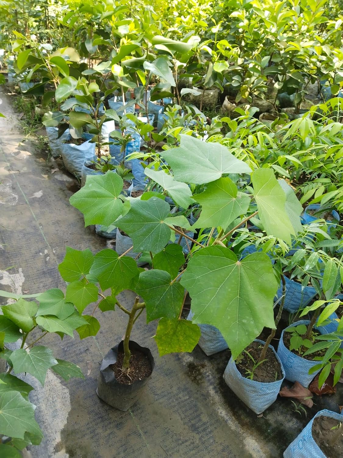 Yellow Land Lotus (Sthal Padma) Live Flower Plant | All Season Hybrid Ornamental Flowering Plant for Home Garden - Image 3