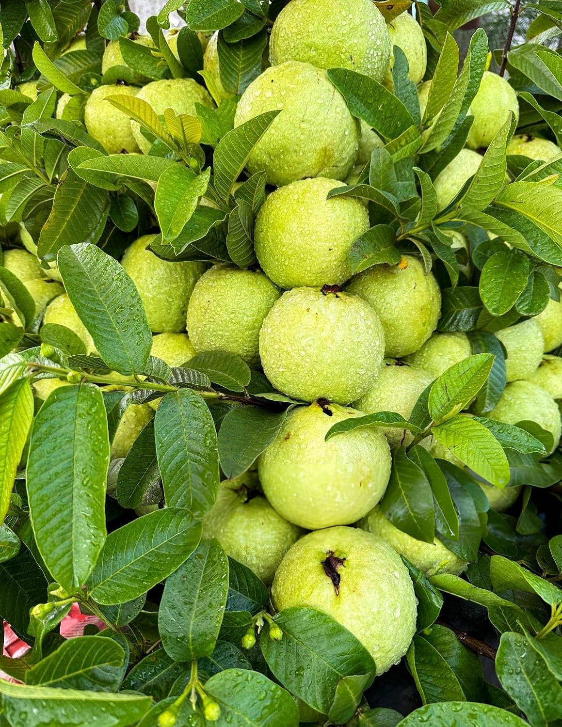 Hybrid L-49 Guava Plant | Sardar Guava Grafted Live Fruit Plant for Home Garden - Image 3