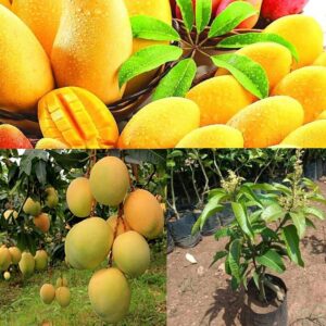 Banganapalli (Benishan) Mango Grafted Hybrid Plant | Mangifera indica Premium Live Fruit Plant for Home Garden