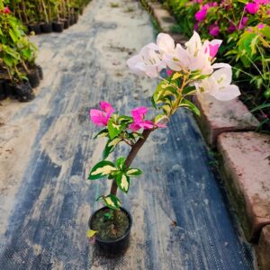 Bougainvillea Thima Plant | Pink & White Flowering Variegated Bougainvillea Live Plant for Home Garden