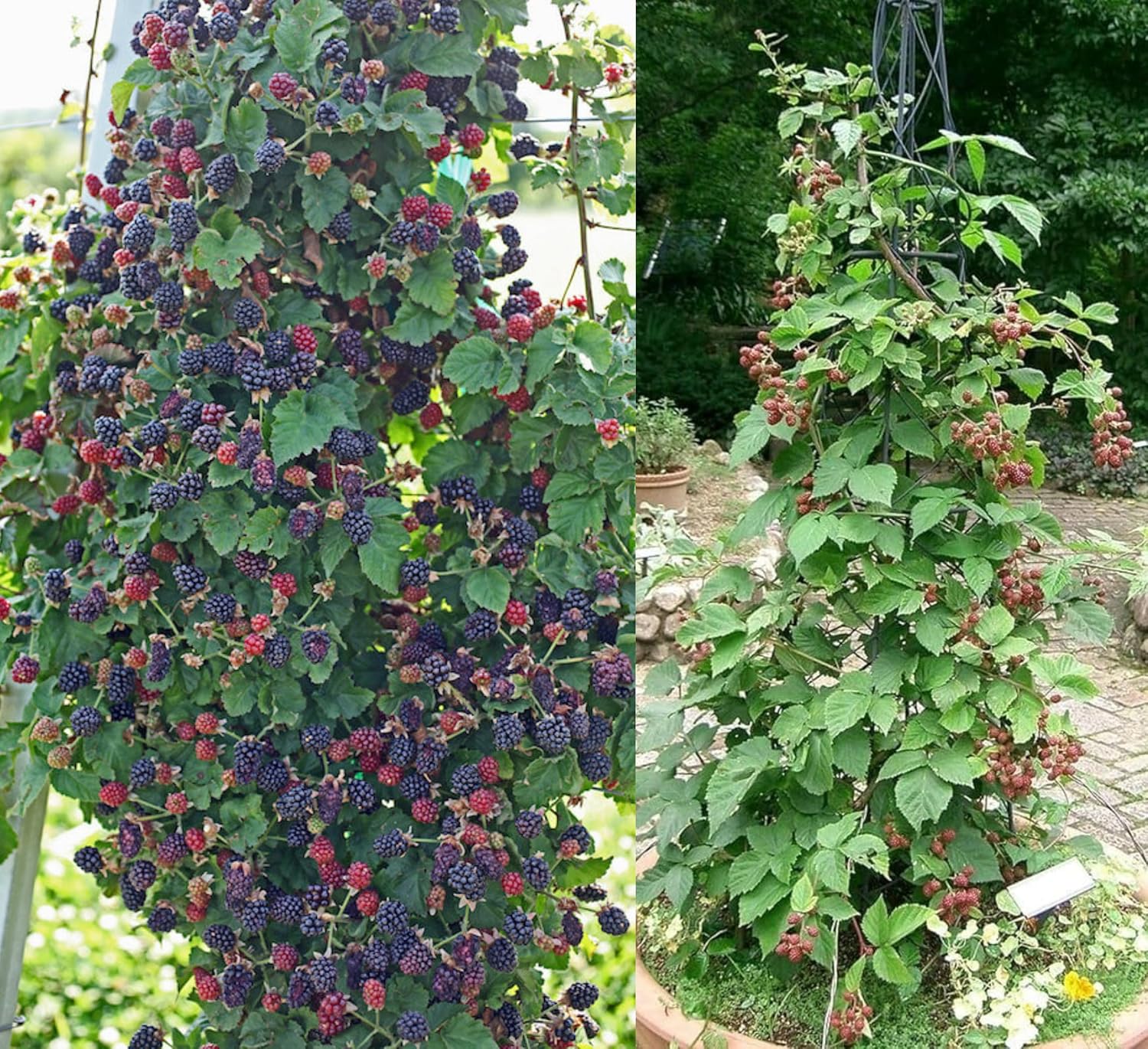 Hybrid Black Berry Fruit Plant – Air Layered Live Plant | Healthy Berry Plant for Home Garden - Image 2