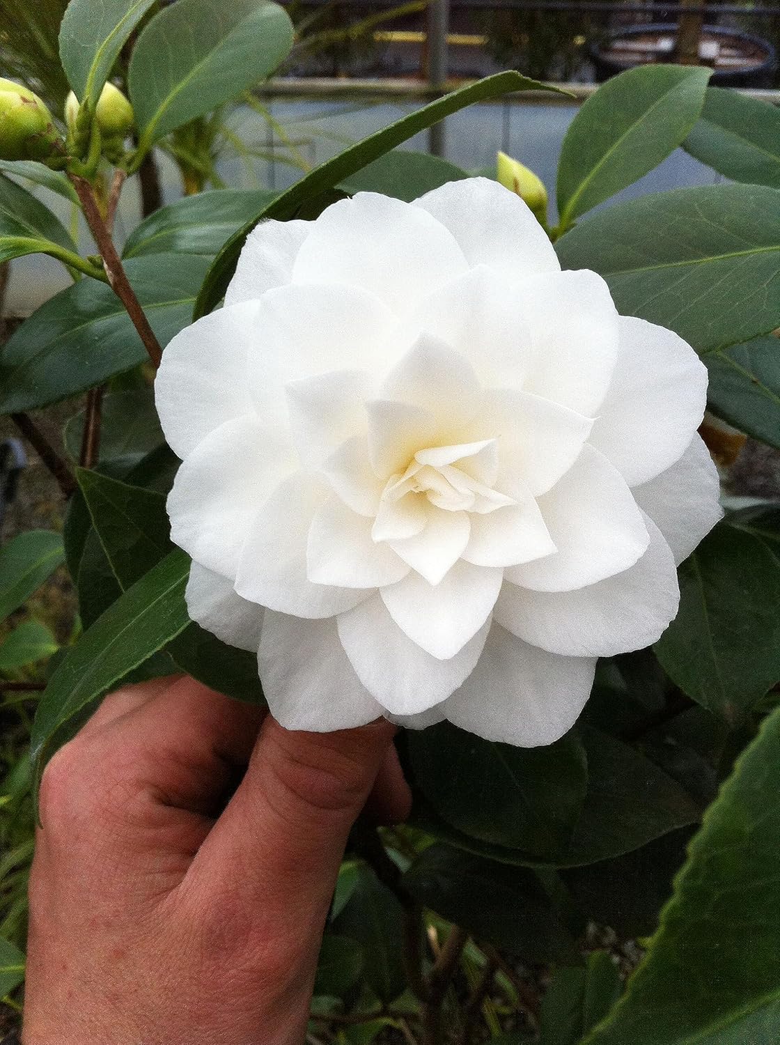 White Camellia Flower Plant | Camellia japonica White Japanese Camellia Live Flowering Plant - Image 6