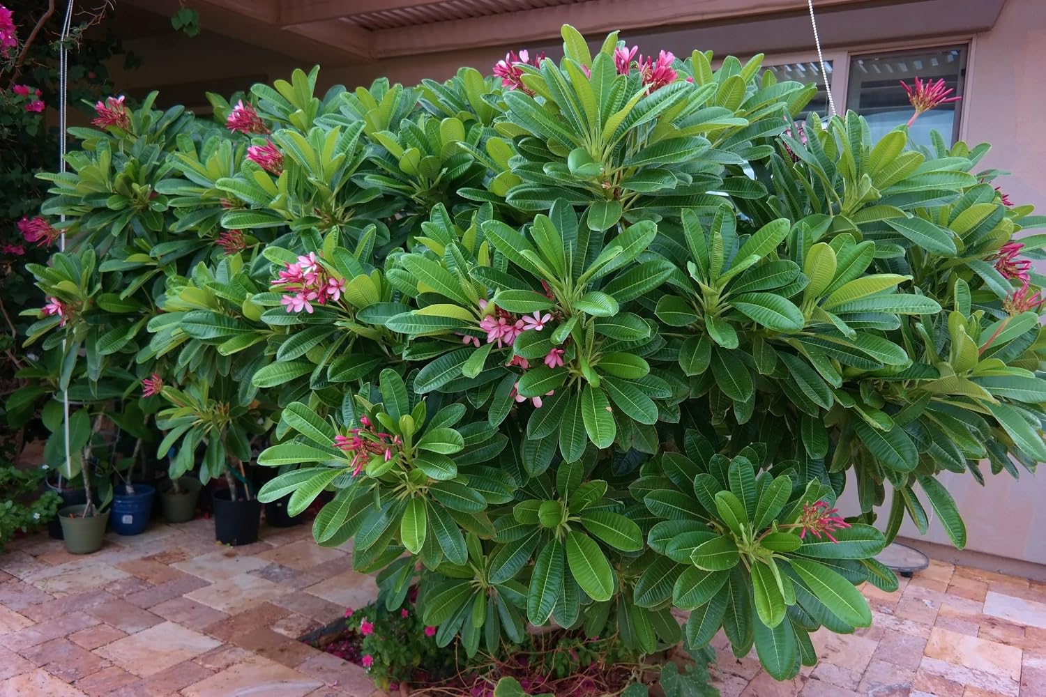 Pink Plumeria Flower Plant | Plumeria rubra Pink Frangipani Live Fragrant Champa Plant for Home Garden - Image 4