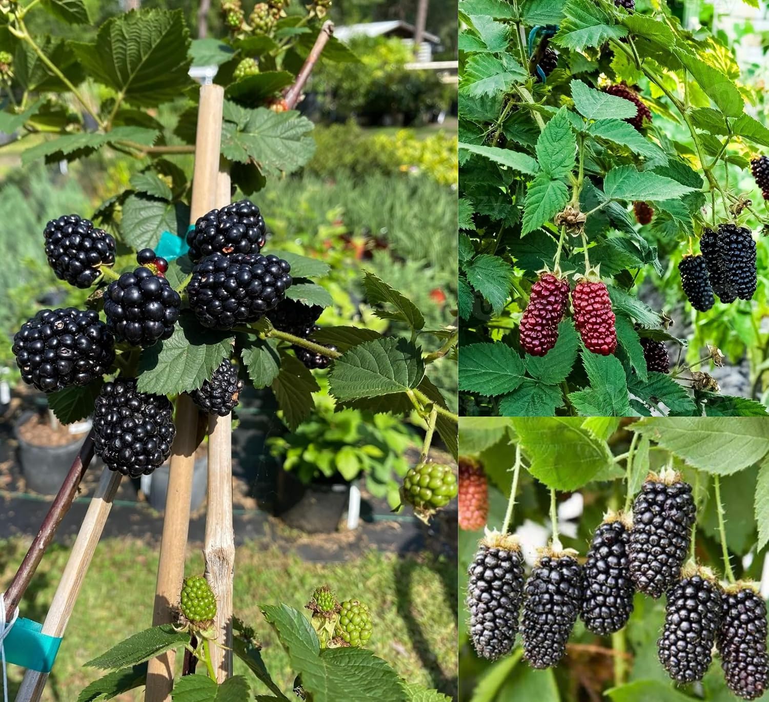 Hybrid Black Berry Fruit Plant – Air Layered Live Plant | Healthy Berry Plant for Home Garden - Image 3