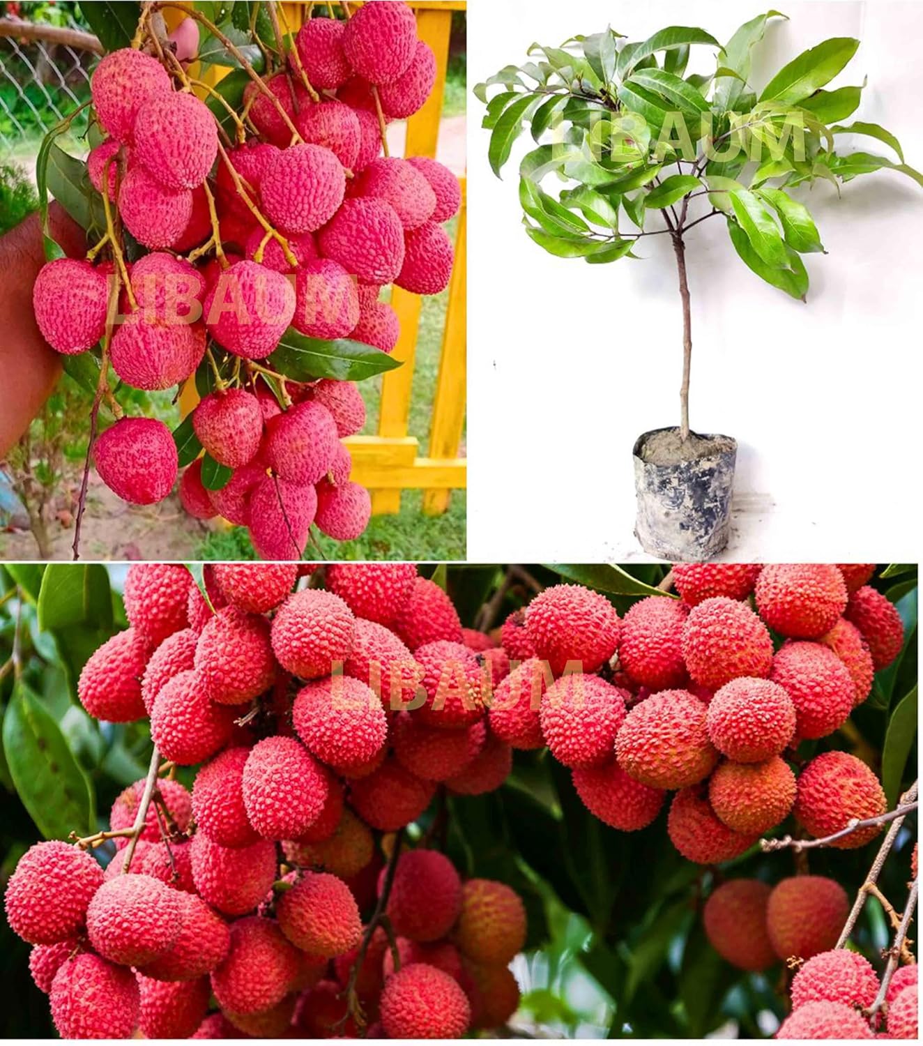 Bombai Litchi (Lychee) Layering/Grafted Fruit Plant | Litchi chinensis Premium Live Fruit Tree for Home Garden - Image 5