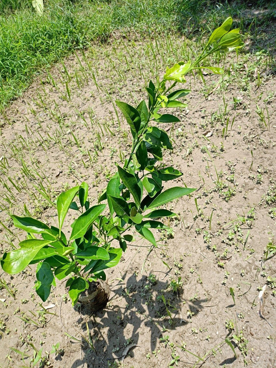 China Orange Santra Grafted Fruit Plant | Sweet Mandarin Orange Live Grafted Plant for Home Garden - Image 4
