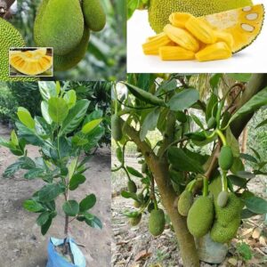 Vietnam Super Early Jackfruit Plant – 1 Year Fruiting Variety | Live Grafted Fruit Plant