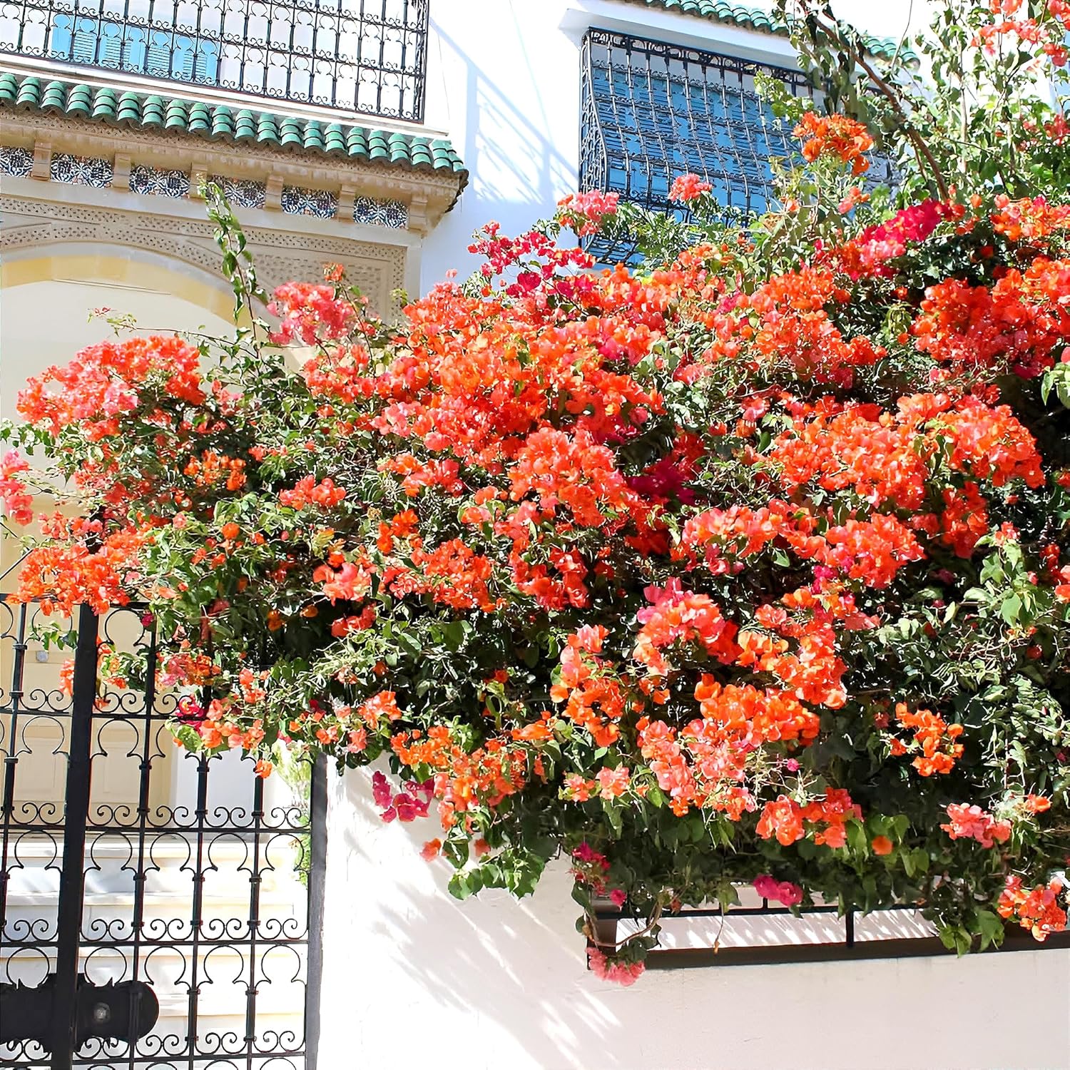 Bougainvillea Orange Live plant with pot – A Rare & Colorful Climber for Every Garden - Image 3
