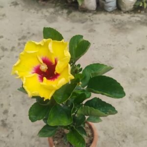 Yellow-Red Hibiscus Flower Plant– Exotic All-Time Blooming Garden Beauty