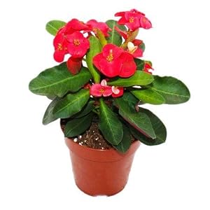 Euphorbia (Red) / Mili Plant with Pot | Euphorbia milii Red Crown of Thorns Live Flowering Plant - Image 3